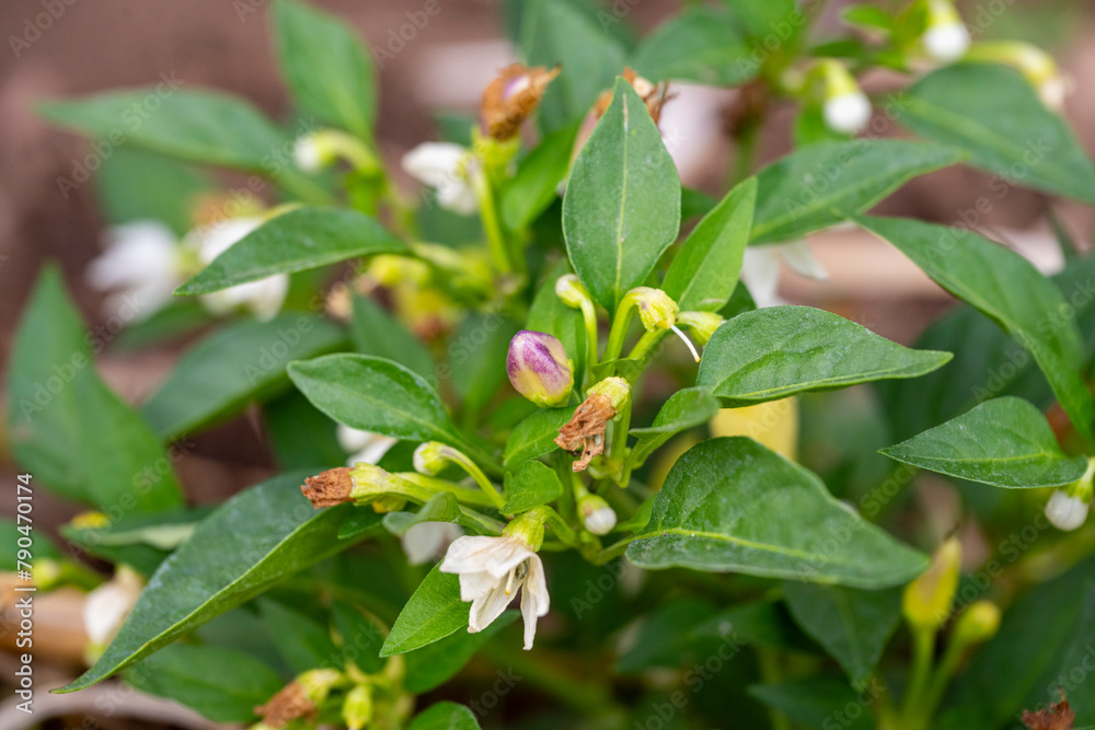 The flowering cayenne pepper tree looks beautiful. Small white flowers surrounded by green leaves that embrace. The flowering cayenne pepper tree looks beautiful. Small white flowers surrounded by green leaves that embrace.