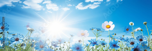 Beautiful meadow close-up of blue and white blooming flowers on cloudy sky with sun, on sunny spring summer day background. Colorful and bright natural pastoral landscape.