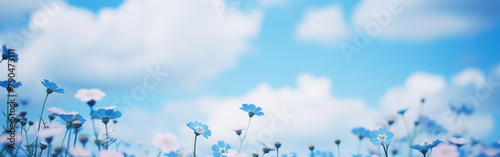 Beautiful meadow close-up of blue and white small blooming flowers on cloudy sky and spring summer day background. Colorful and bright natural pastoral landscape wiyh copy space for text.