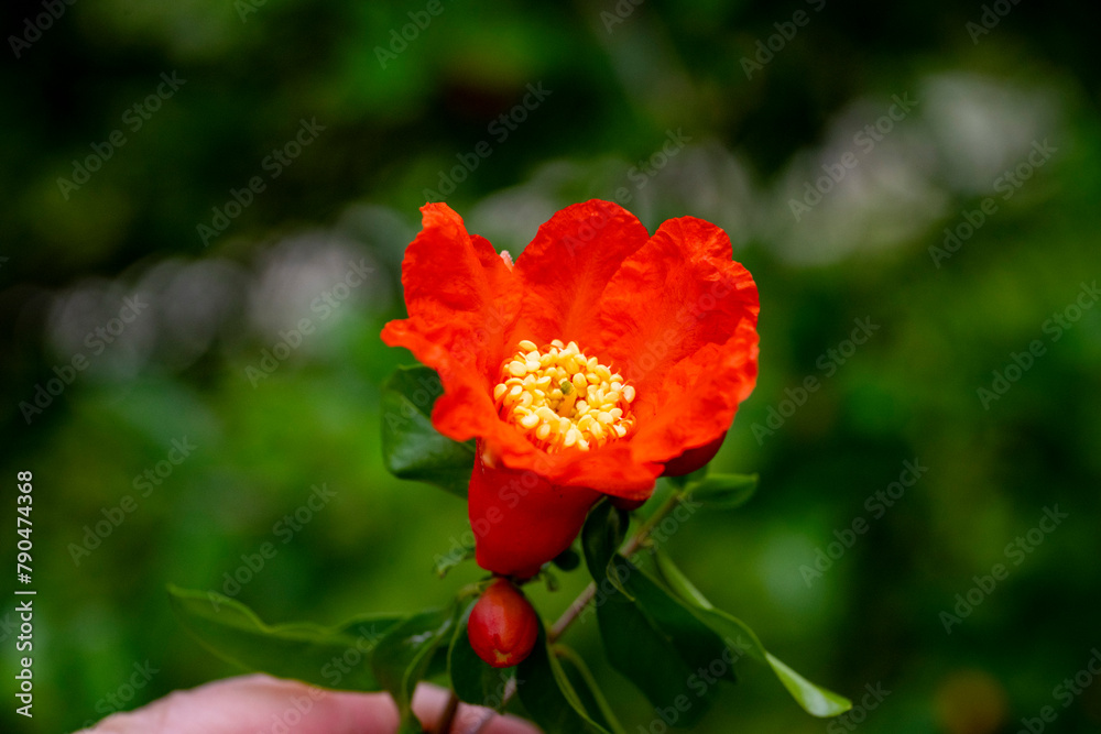 Red pomegranate flowers on pomegranate blossoming tree in the garden. Bright red Punica granatum blooms in summertime. Marmaris, Mugla TURKEY Red pomegranate flowers on pomegranate blossoming tree in the garden. Bright red Punica granatum blooms in summertime. Marmaris, Mugla TURKEY