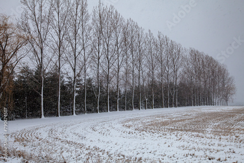 Row of trees getting covered with snow in Wisconsin