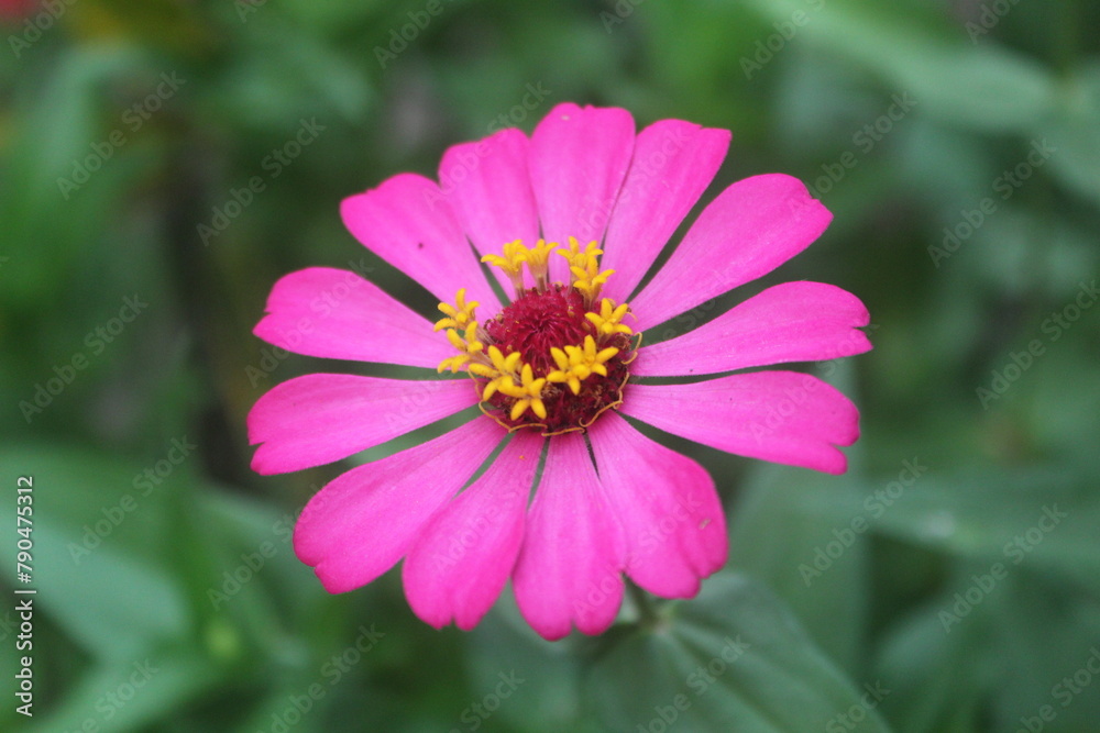 Blooming Zinnia flowers, pink Zinnia flowers blooming in the garden on a sunny day. Blurred background, focus on one object Blooming Zinnia flowers, pink Zinnia flowers blooming in the garden on a sunny day. Blurred background, focus on one object