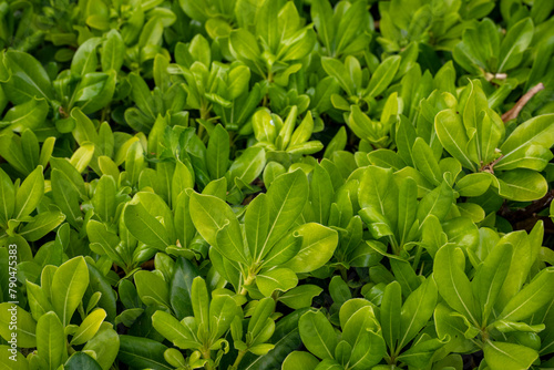 Shiny green leaves of Pittosporum Tobira Nana background. Tropical leaves wallpaper