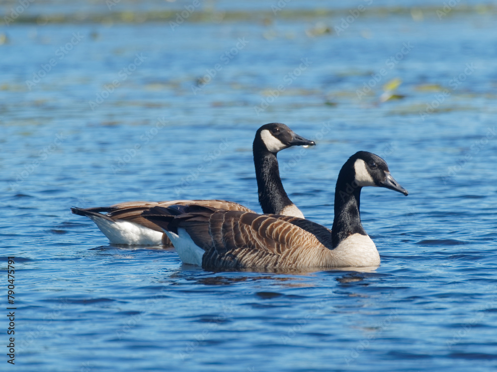 Couple of Canada geese on a lake Couple of Canada geese on a lake