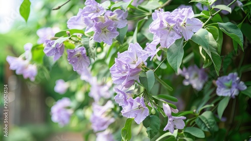 Garlic Vine or Mansoa alliacea planted in a residential garden showcases light purple blooms that emit a garlic scented aroma when freshly blossomed photo