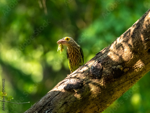 The lineated barbet (Psilopogon lineatus ) is a frugivore and nests in holes of tree trunks. photo