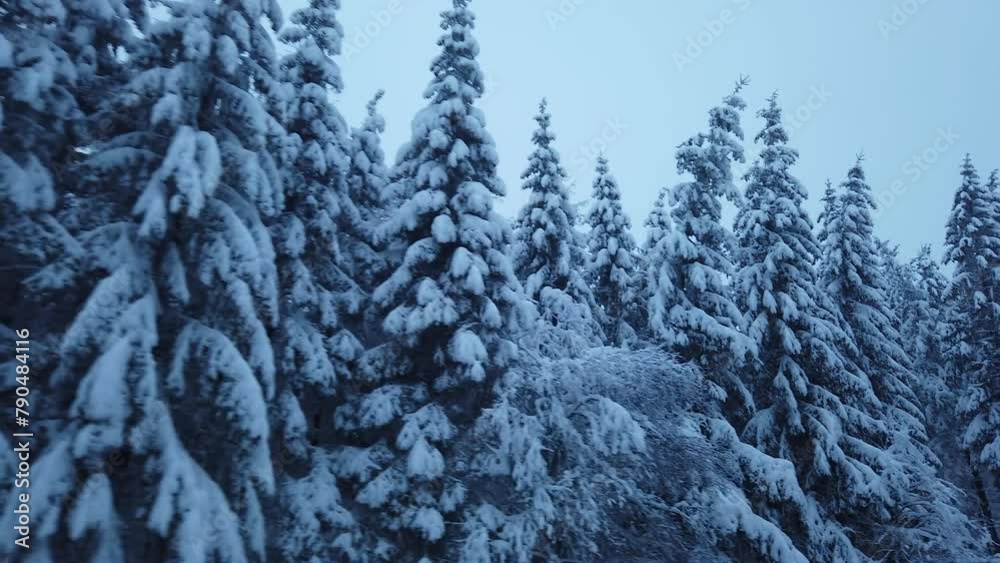 Snow-covered fir trees from a driver's perspective pass by the window while driving along a wintry country road. Snow-covered fir trees from a driver's perspective pass by the window while driving along a wintry country road.
