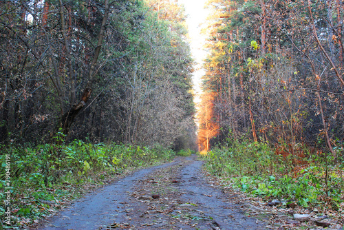 Mysterious dark old forest.Aerial nature scenic landscape with pine trees and road in summer. View of the dark green forest at sunset. Travel path and spruce forest with sunlight from above.Sunlight i