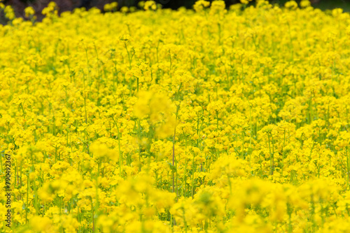 咲き誇る菜の花