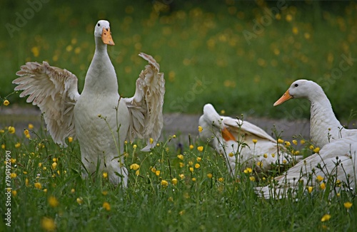 white ducks flap their wings in the green grass
