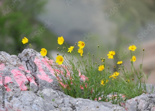 Lance-Leaved Coreopsis lanceolata Growing on the Mountain Above Turner Falls Near Davis Oklahoma
