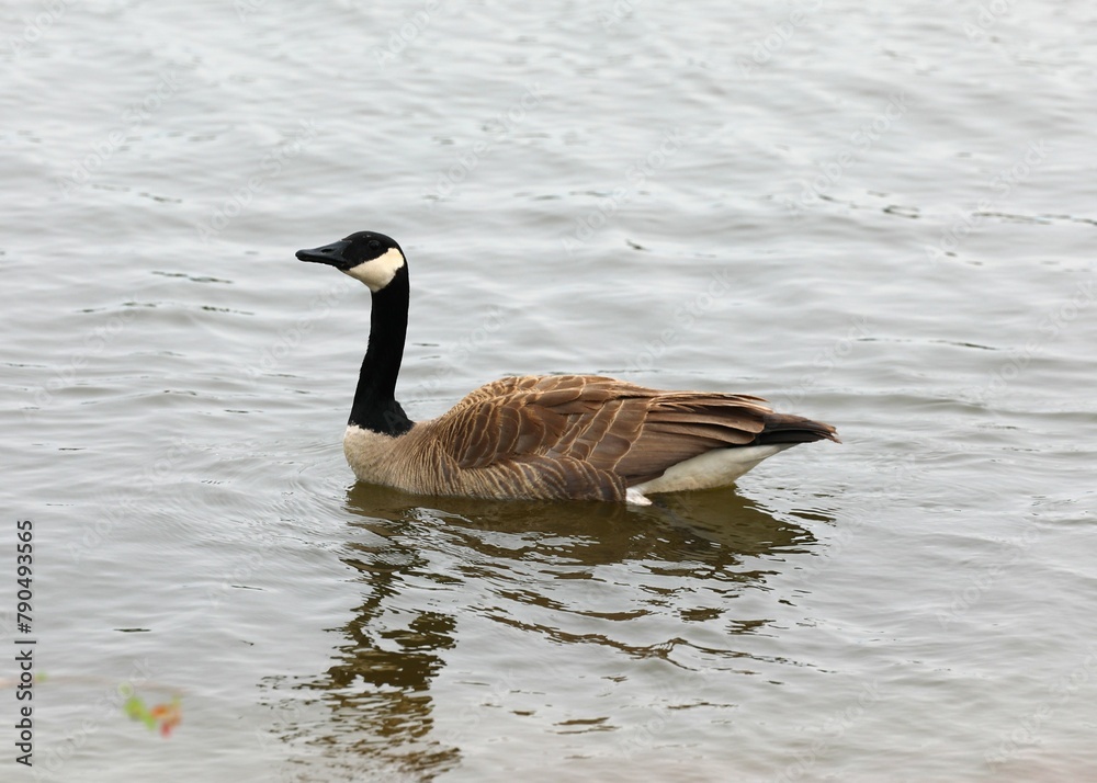 Fototapeta premium A Canadian Goose Swimming in Boomer Lake in Stillwater, Oklahoma