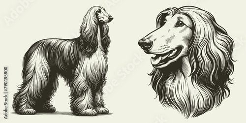 Afghan Hound dog illustration Set. Hand Drawn Pen and Ink. Vector Isolated in White. Engraving vintage style drawing for print, tattoo, t-shirt