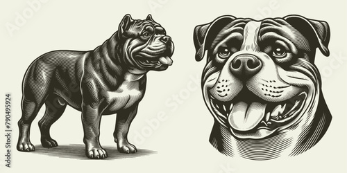 American bully dog illustration Set. Hand Drawn Pen and Ink. Vector Isolated in White. Engraving vintage style drawing for print, tattoo, t-shirt