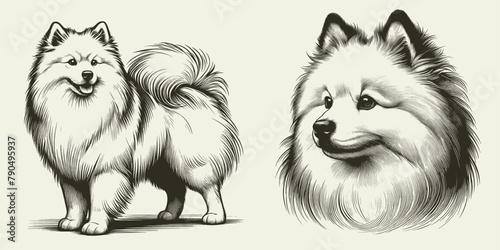 American Eskimo dog illustration Set. Hand Drawn Pen and Ink. Vector Isolated in White. Engraving vintage style drawing for print, tattoo, t-shirt