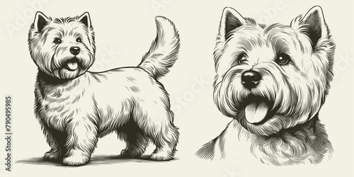 Westie terrier dog illustration Set. Hand Drawn Pen and Ink. Vector Isolated in White. Engraving vintage style drawing for print, tattoo, t-shirt