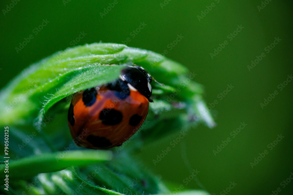 Obraz premium アブラムシを食べるナナホシテントウ 