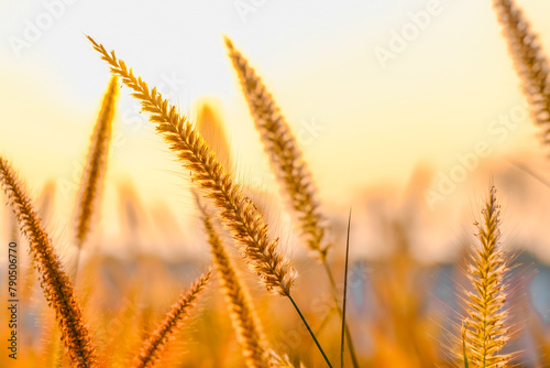 Golden grass flowers at sunset