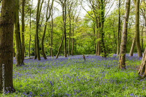 Blue Bells at Epping forest, Wanstead Park. photo