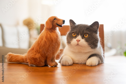 British shorthair cat lying on a tabletop, playing with a golden retriever puppy