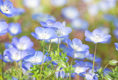 満開の青いネモフィラの花