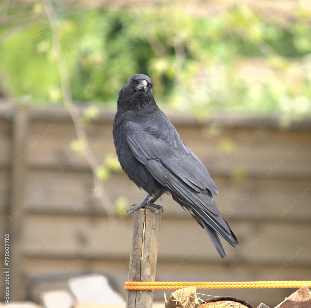 Fototapeta premium black crow sitting on a wooden peg