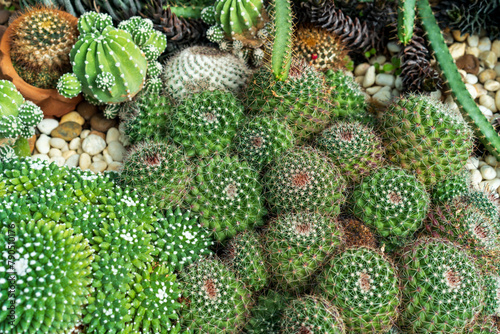 Group of small round cacti plant to many in natural garden and various green white cactus trees farm and sharp thorns for desert tree gardening and fresh nature background for home decor agriculture