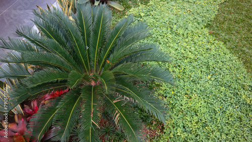 Schilderij op canvas Cycas revoluta or sago palm is a species of gymnosperm in the family Cycadaceae,