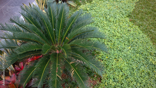 Cycas revoluta or sago palm is a species of gymnosperm in the family Cycadaceae, native to southern Japan including the Ryukyu Islands photo