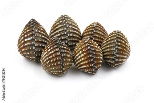 Fresh cockles  on a white background. Natural seafood.