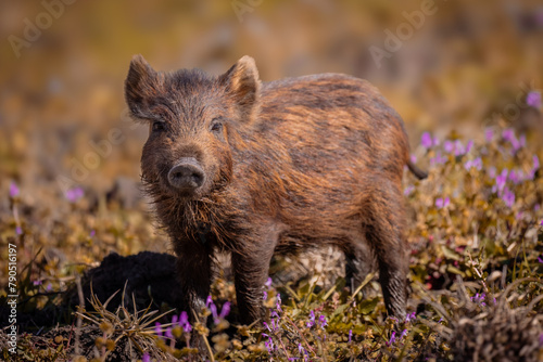 wild boar piglet in wild flowers