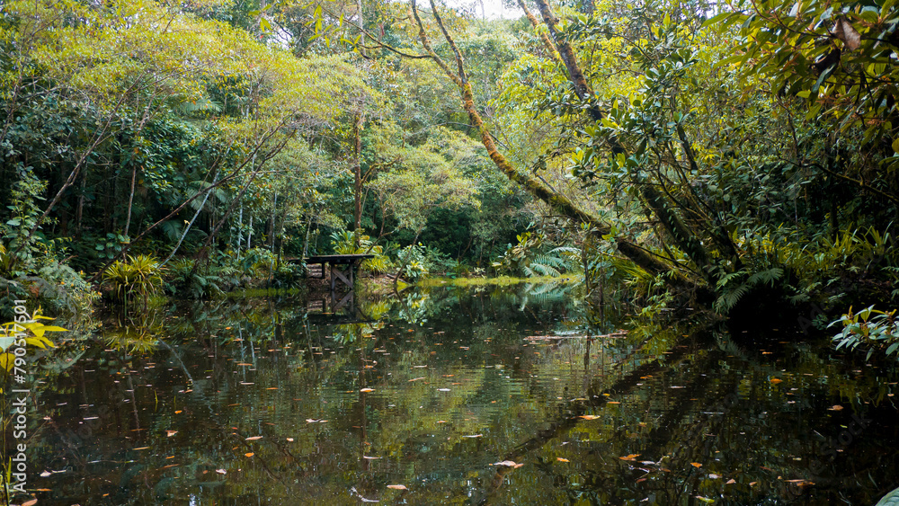 Bosque de la amazonía de Ecuador Stock Photo | Adobe Stock