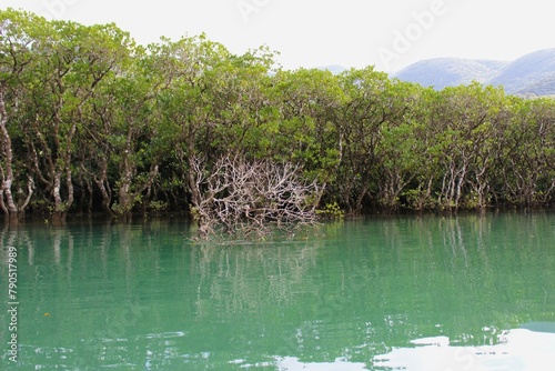 Dense mangrove forest in Amami Oshima Island