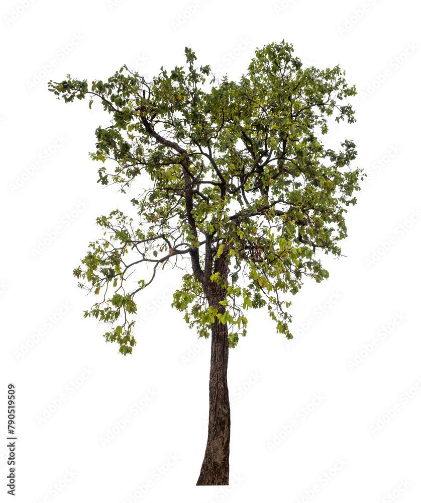 Green tree isolated on transparent background with clipping path, single tree with clipping path and alpha channel.. Green tree isolated on transparent background with clipping path, single tree with clipping path and alpha channel..