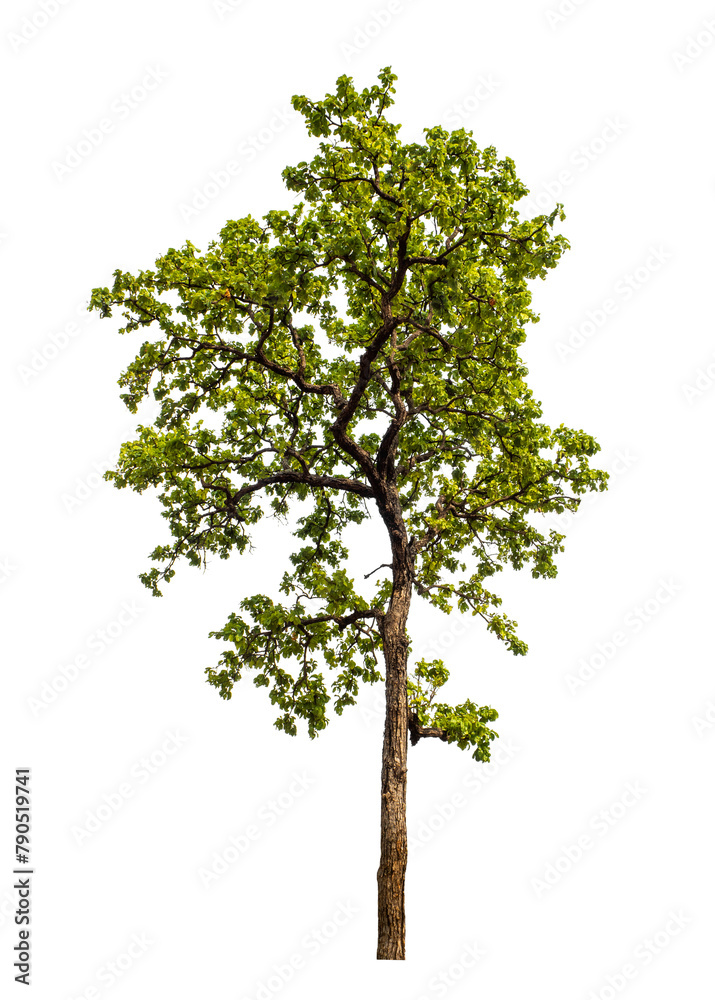 Green tree on transparent background with clipping path, single tree with clipping path and alpha channel Green tree on transparent background with clipping path, single tree with clipping path and alpha channel