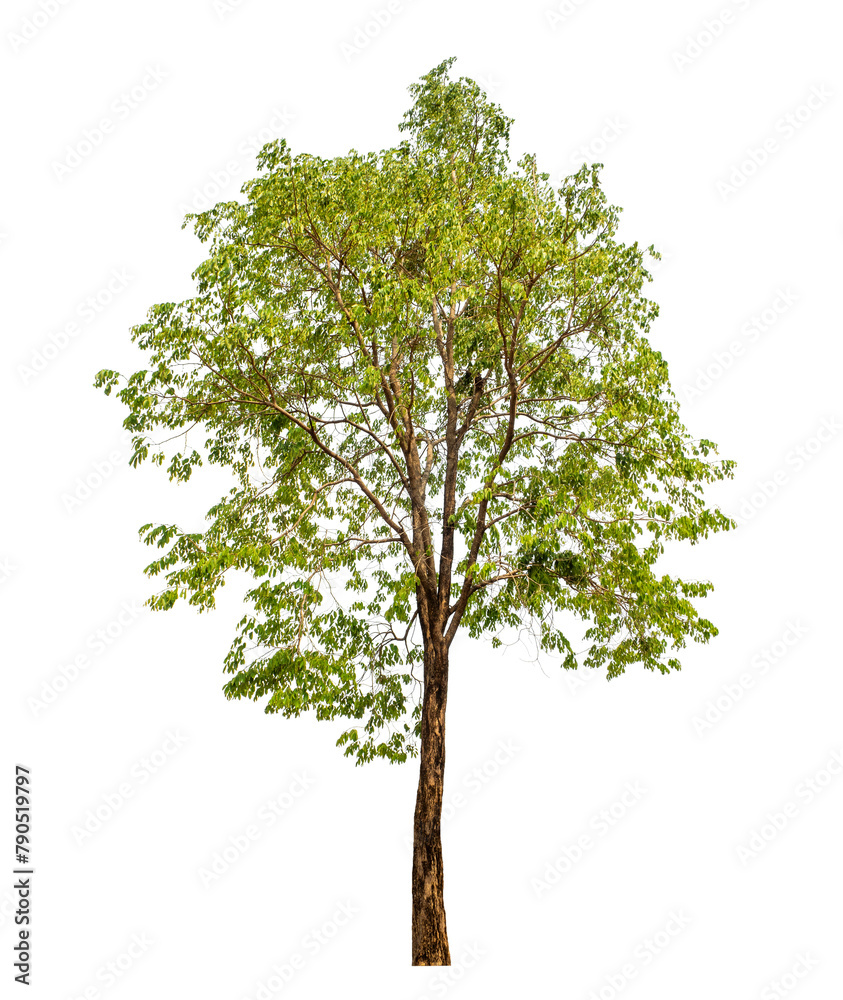 Fototapeta premium Green tree on transparent background with clipping path, single tree with clipping path and alpha channel