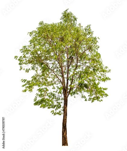 Green tree on transparent background with clipping path, single tree with clipping path and alpha channel