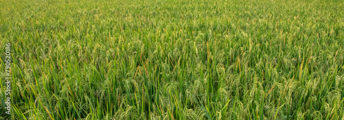 Rice fields in the rice fields are turning yellow