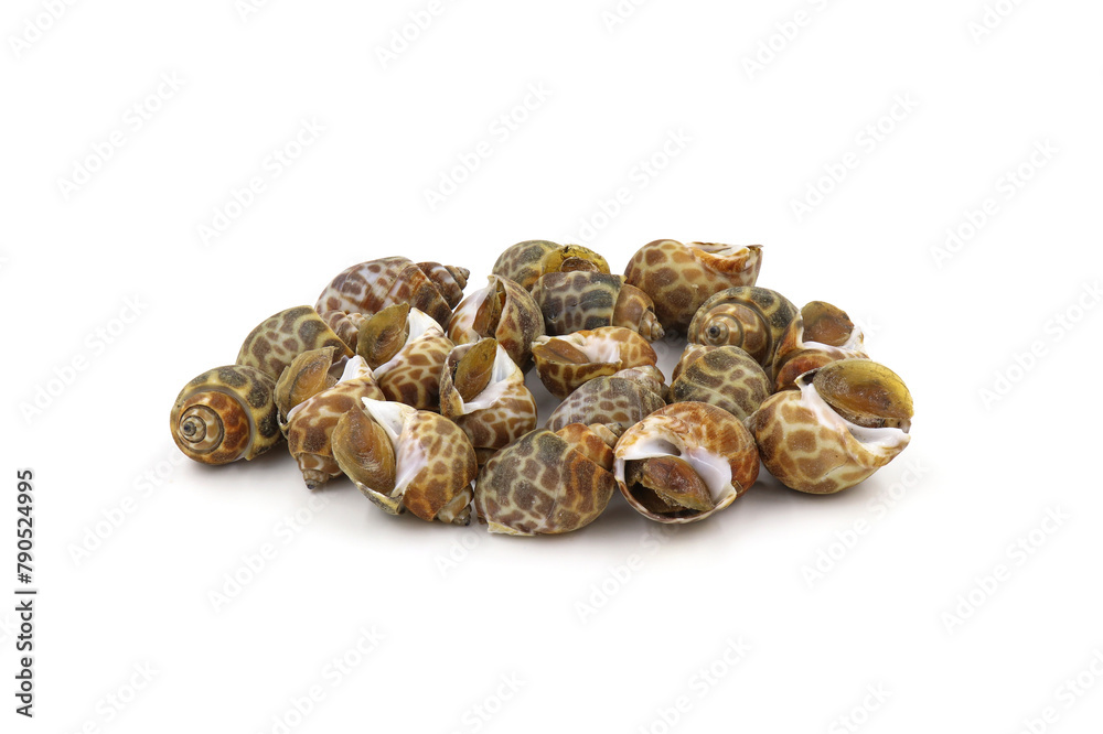 Roasted Sweet shellfish isolated on white background. Fresh seafood. Roasted Sweet shellfish isolated on white background. Fresh seafood.