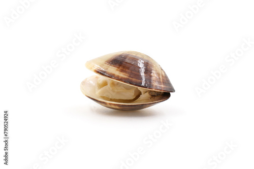 Closed up fresh baby clams, venus shell, shellfish, carpet clams, short necked clams, as raw food from the sea are the seafood ingredients. fresh clams Background.