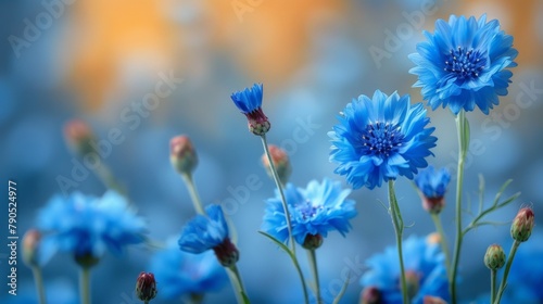 Blue cornflowers field under sunlight. Floral background