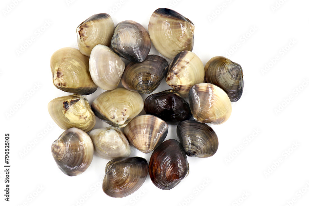 Closed up fresh baby clams, venus shell, shellfish, carpet clams, short necked clams, as raw food from the sea are the seafood ingredients. fresh clams isolated on white background. Closed up fresh baby clams, venus shell, shellfish, carpet clams, short necked clams, as raw food from the sea are the seafood ingredients. fresh clams isolated on white background.