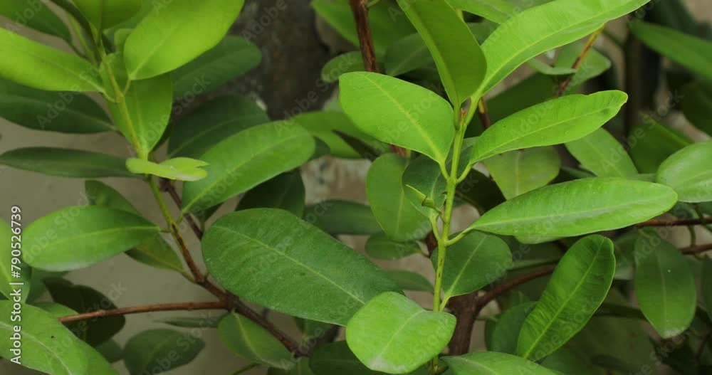 Plant closeup. Nature background, concept. Plant closeup. Nature background, concept.
