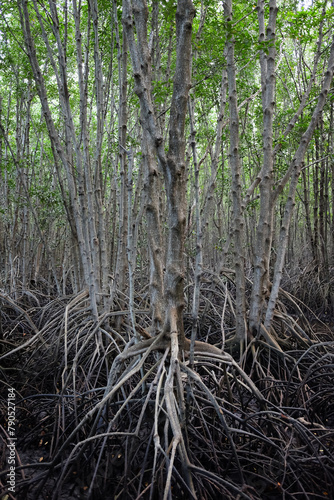 Crabapple or cock Mangrove in Mangrove Forest in Thailand