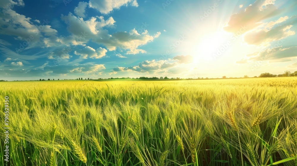 Fototapeta premium Sunny day in a field of green wheat