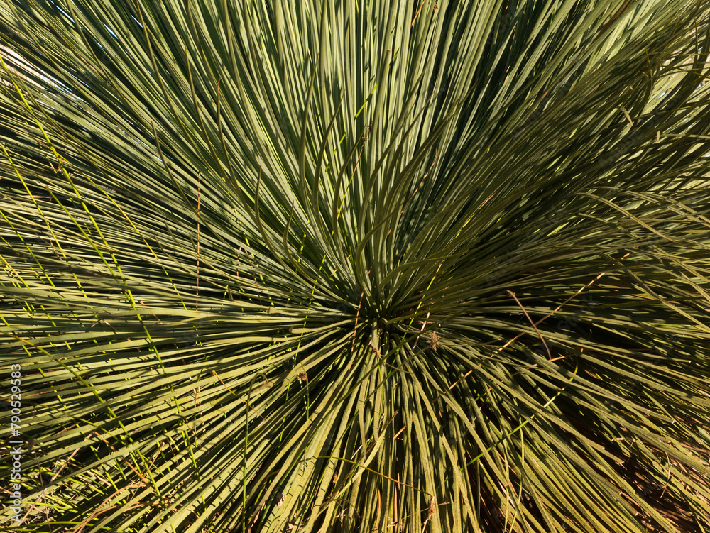 Obraz premium Long green leaves of yakka bush xanthorrhoea semiplana tateana radiate outwards from the center of the plant on Kangaroo Island, Australia