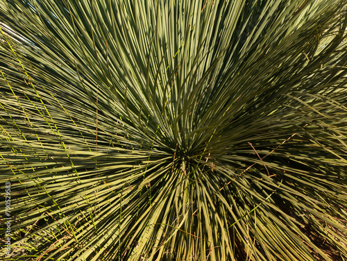 Long green leaves of yakka bush xanthorrhoea semiplana tateana radiate outwards from the center of the plant on Kangaroo Island, Australia