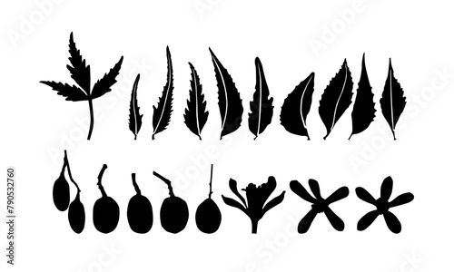 neem imprints leaves design. neem leafs vector. neem silhouette vector. neem flower, flower, neem fruit, neem leaf