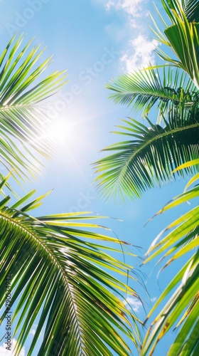 Many palm trees that are in the sun. Summer travel background 