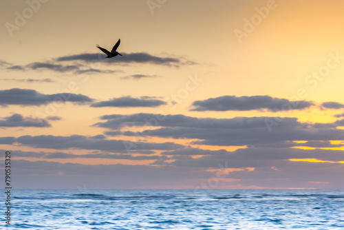 Pelican flying over the Atlantic at sunrise near a beach in Punta Cana in the Dominican Republic © Gilles Rivest